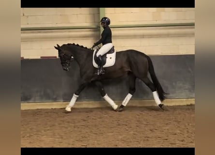 Hannover, Giumenta, 6 Anni, 175 cm, Baio scuro