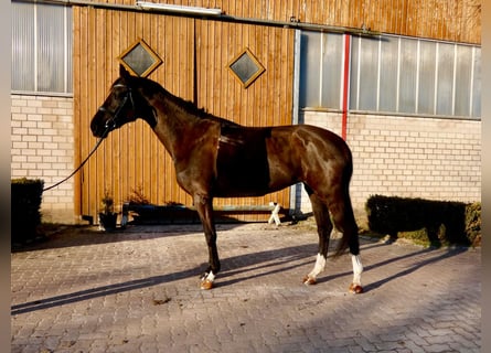 Hannover, Giumenta, 6 Anni, 175 cm, Baio scuro