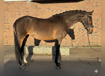 Hannover, Giumenta, 7 Anni, 162 cm, Baio