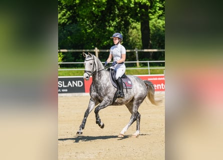Hannover, Giumenta, 7 Anni, 164 cm, Grigio