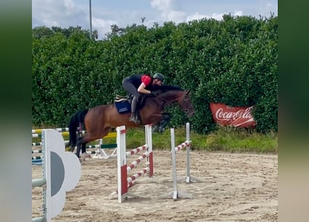 Hannover, Giumenta, 7 Anni, 165 cm, Baio