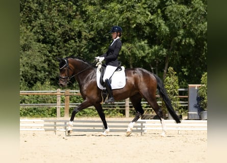 Hannover, Giumenta, 7 Anni, 166 cm, Baio scuro