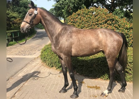 Hannover, Giumenta, 7 Anni, 166 cm, Grigio
