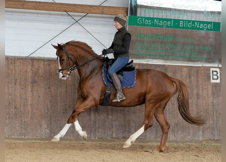 Hannover, Giumenta, 7 Anni, 166 cm, Sauro scuro