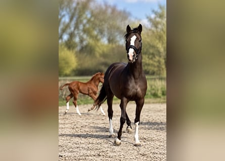 Hannover, Giumenta, 7 Anni, 167 cm, Morello