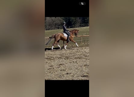 Hannover, Giumenta, 7 Anni, 167 cm, Sauro