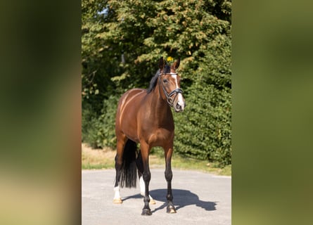 Hannover, Giumenta, 7 Anni, 168 cm, Baio