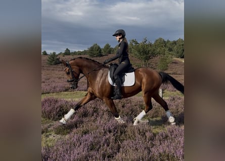 Hannover, Giumenta, 7 Anni, 168 cm, Baio