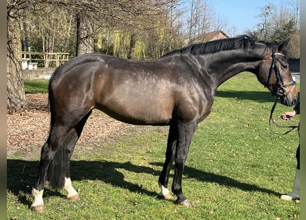 Hannover, Giumenta, 7 Anni, 168 cm, Baio scuro