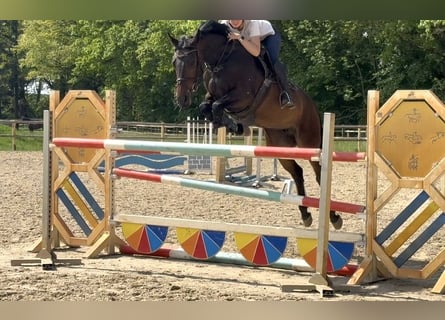 Hannover, Giumenta, 7 Anni, 168 cm, Baio scuro