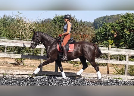 Hannover, Giumenta, 7 Anni, 168 cm, Morello