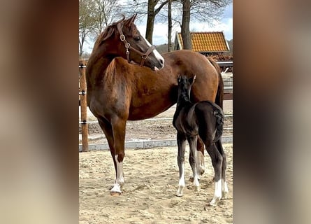 Hannover, Giumenta, 7 Anni, 168 cm, Sauro scuro