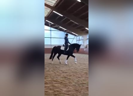 Hannover, Giumenta, 7 Anni, 170 cm, Baio scuro