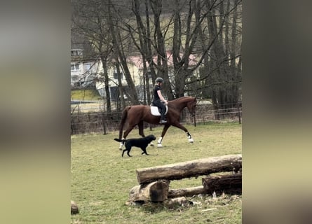 Hannover, Giumenta, 7 Anni, 171 cm, Sauro