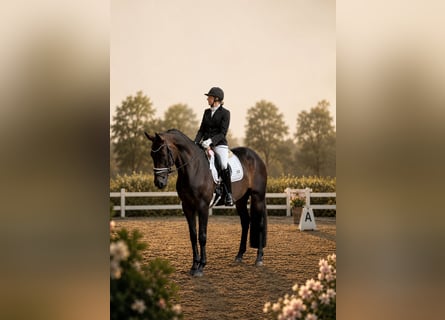 Hannover, Giumenta, 7 Anni, 172 cm, Baio scuro