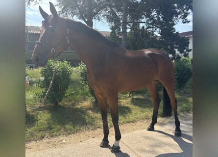Hannover, Giumenta, 7 Anni, 174 cm, Baio