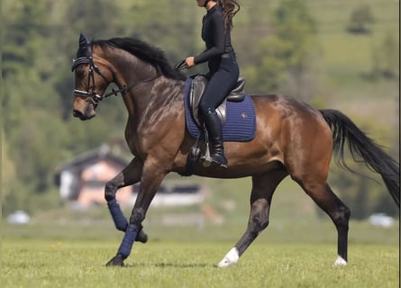 Hannover, Giumenta, 7 Anni, 175 cm, Baio