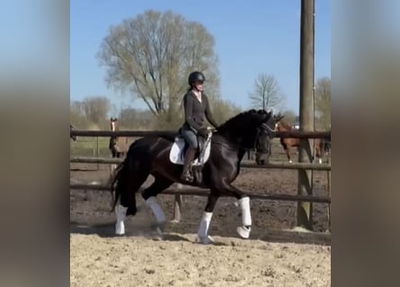 Hannover, Giumenta, 7 Anni, 175 cm, Morello