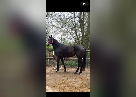 Hannover, Giumenta, 7 Anni, 178 cm, Baio scuro