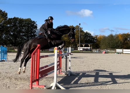 Hannover, Giumenta, 8 Anni, 160 cm, Baio nero