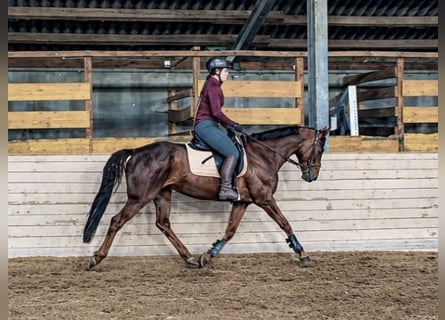 Hannover, Giumenta, 8 Anni, 162 cm, Sauro