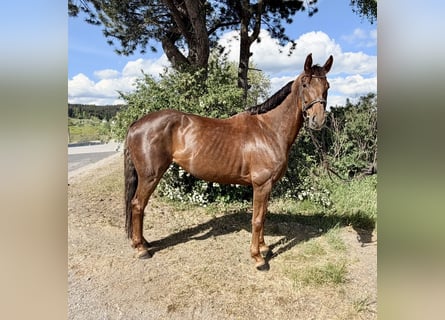 Hannover, Giumenta, 8 Anni, 162 cm, Sauro
