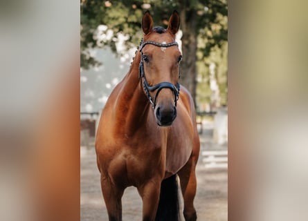 Hannover, Giumenta, 8 Anni, 165 cm, Baio