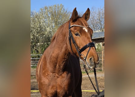 Hannover, Giumenta, 8 Anni, 165 cm, Sauro