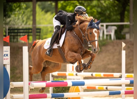 Hannover, Giumenta, 8 Anni, 165 cm, Sauro