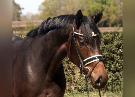 Hannover, Giumenta, 8 Anni, 168 cm, Baio scuro