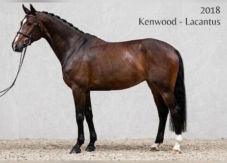 Hannover, Giumenta, 8 Anni, 168 cm, Baio scuro