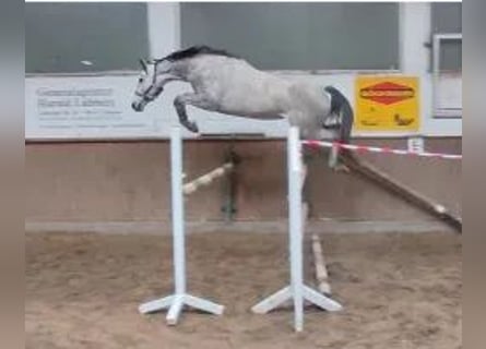 Hannover, Giumenta, 8 Anni, 168 cm, Grigio