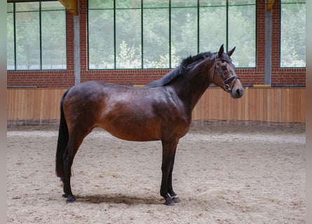 Hannover, Giumenta, 8 Anni, 170 cm, Baio nero
