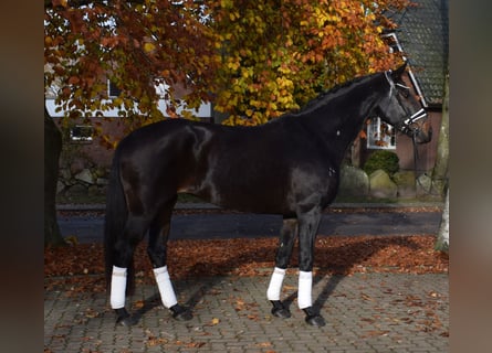 Hannover, Giumenta, 8 Anni, 170 cm, Baio nero