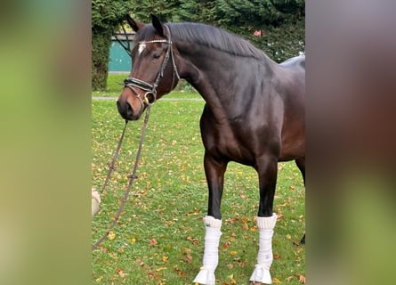 Hannover, Giumenta, 8 Anni, 170 cm, Baio scuro