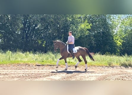 Hannover, Giumenta, 8 Anni, 170 cm, Sauro scuro