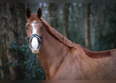 Hannover, Giumenta, 8 Anni, 171 cm, Sauro