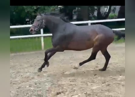 Hannover, Giumenta, 8 Anni, 174 cm, Baio nero