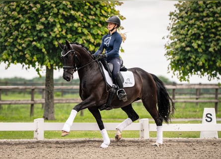 Hannover, Giumenta, 9 Anni, 163 cm, Morello