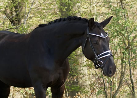 Hannover, Giumenta, 9 Anni, 164 cm, Baio nero