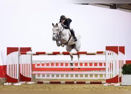 Hannover, Giumenta, 9 Anni, 167 cm