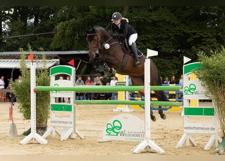 Hannover, Giumenta, 9 Anni, 168 cm, Baio scuro