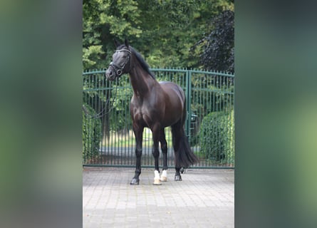 Hannover, Giumenta, 9 Anni, 170 cm, Morello