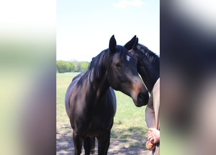 Hannover, Giumenta, 9 Anni, 172 cm, Baio scuro