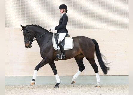 Hannover, Giumenta, 9 Anni, 173 cm, Baio nero