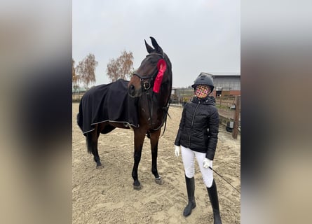 Hannover, Giumenta, 9 Anni, 175 cm, Baio