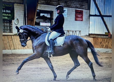 Hannover, Giumenta, 9 Anni, 180 cm, Morello