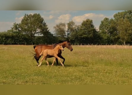 Hannover, Giumenta, Puledri (05/2026), 165 cm, Palomino