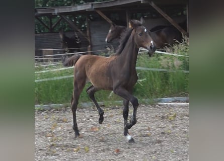 Hannover, Giumenta, Puledri
 (02/2024), 168 cm, Baio scuro