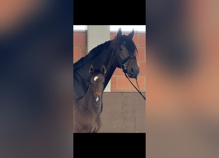 Hannover, Giumenta, Puledri (04/2025), 170 cm, Baio scuro